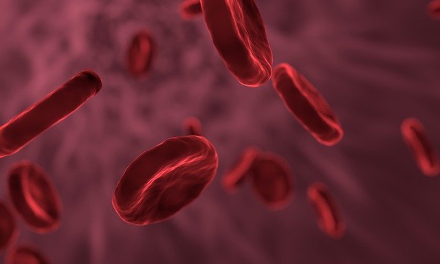 red blood cells